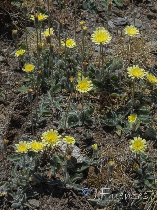 Pilosella argyrocoma.02