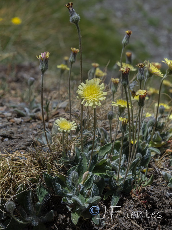 Pilosella argyrocoma.04