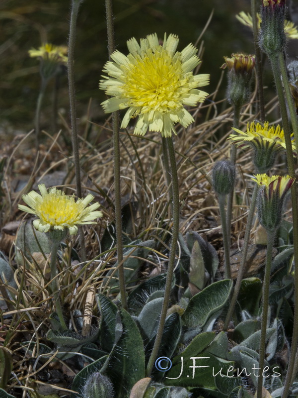 Pilosella argyrocoma.05