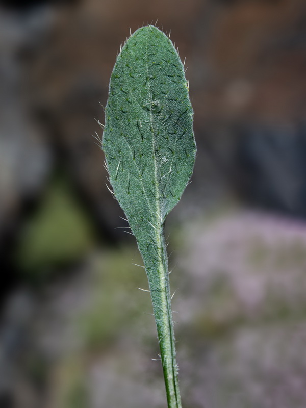 Pilosella argyrocoma.11