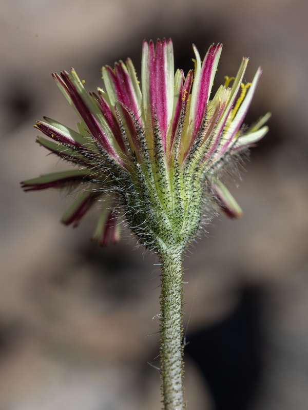 Pilosella argyrocoma.15