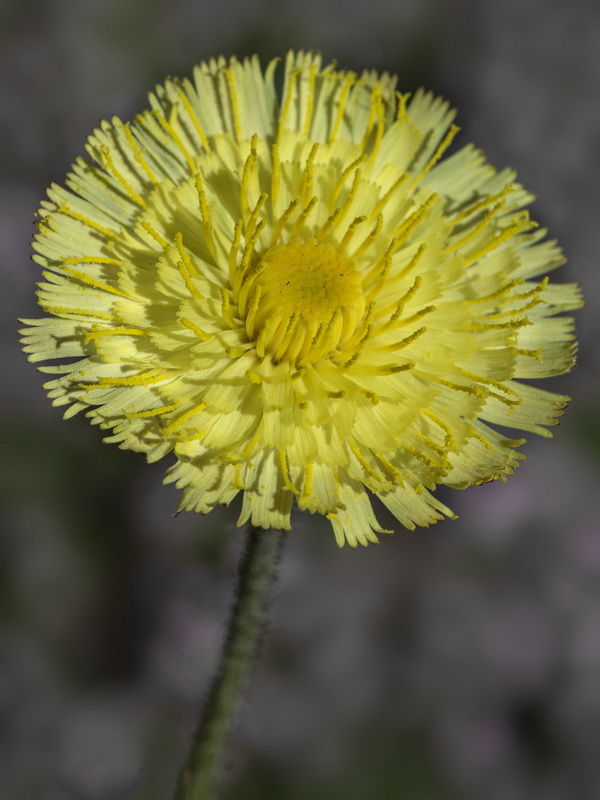 Pilosella argyrocoma.17