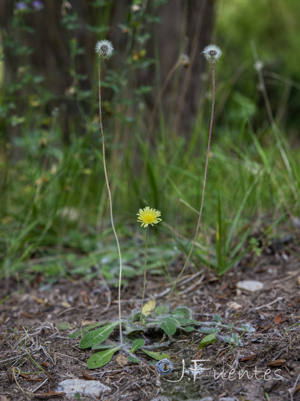 Pilosella capillata.01