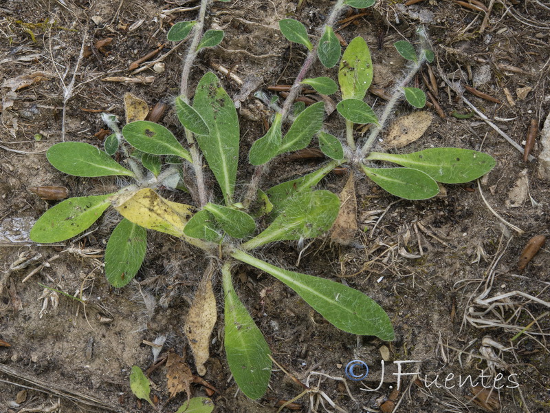 Pilosella capillata.03