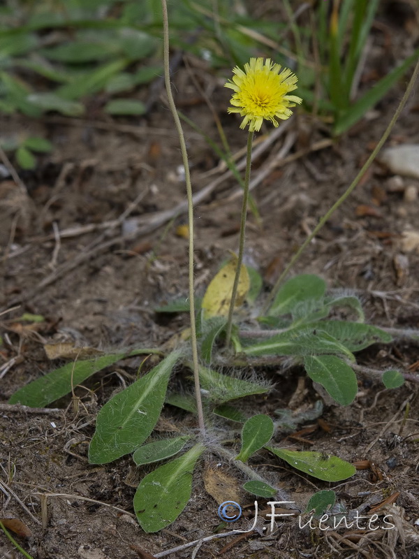 Pilosella capillata.05