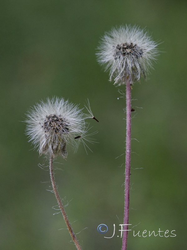 Pilosella capillata.07