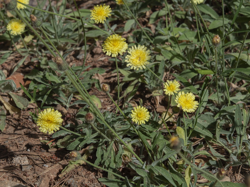 Pilosella castellana.01