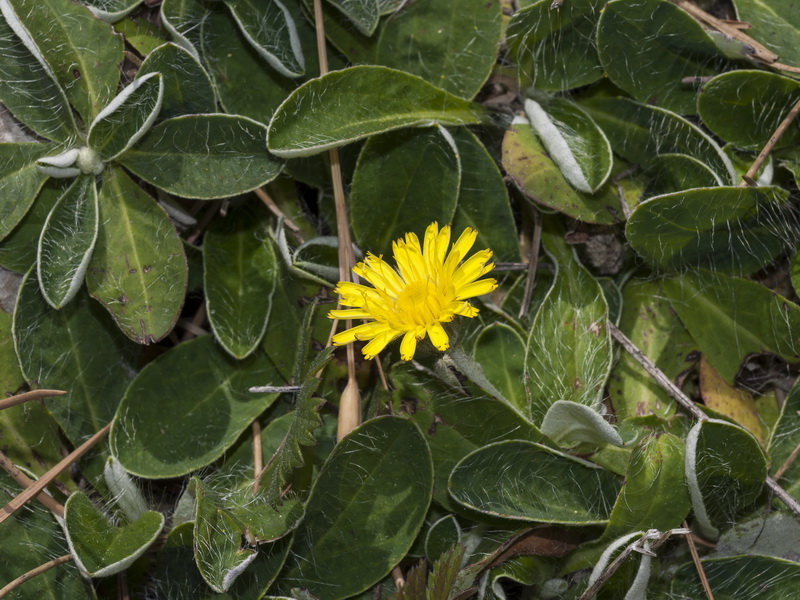 Pilosella officinarum.01