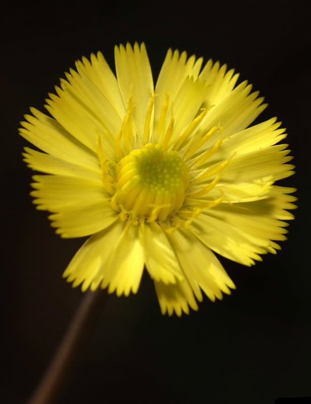 Pilosella officinarum.12
