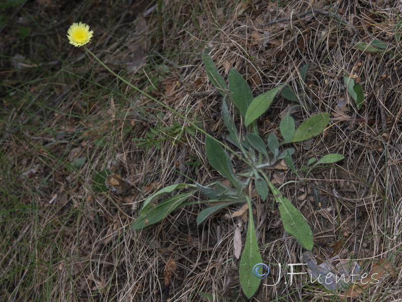 Pilosella pseudopilosella.01