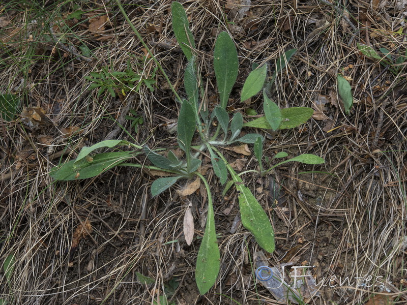 Pilosella pseudopilosella.02