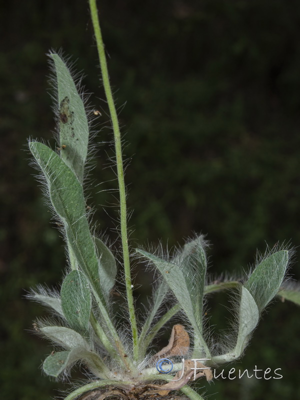 Pilosella pseudopilosella.03