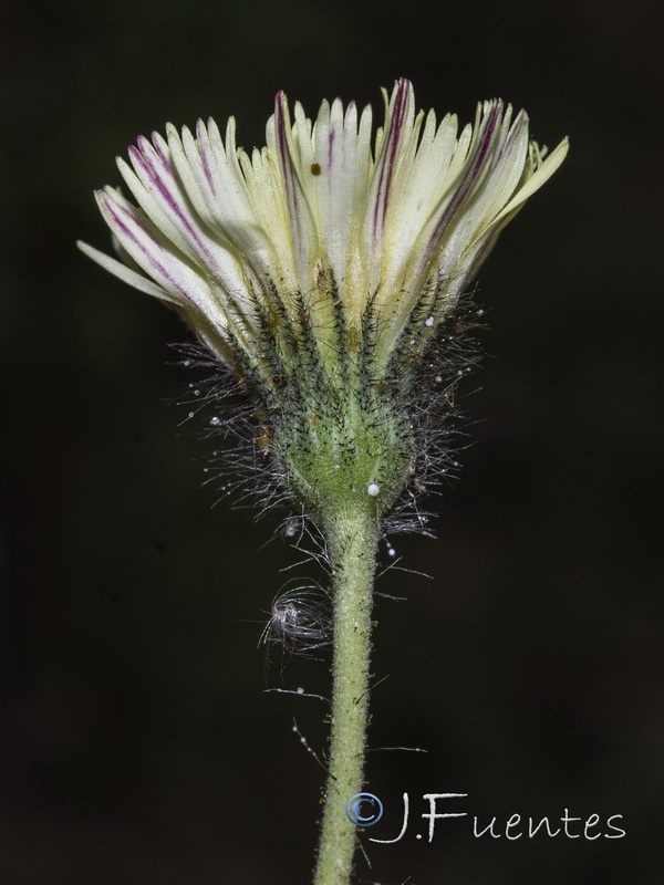 Pilosella pseudopilosella.04