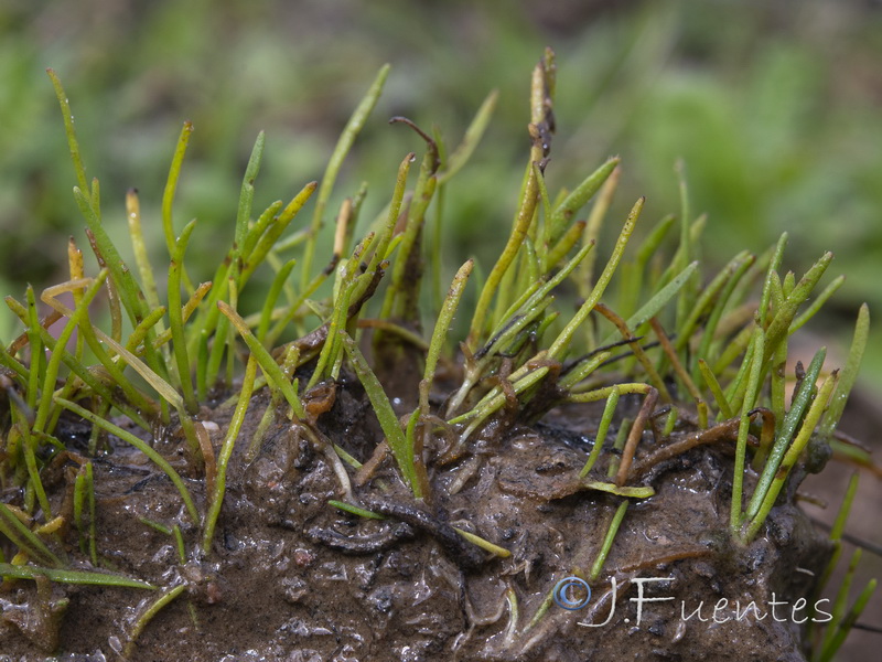 Pilularia minuta.02