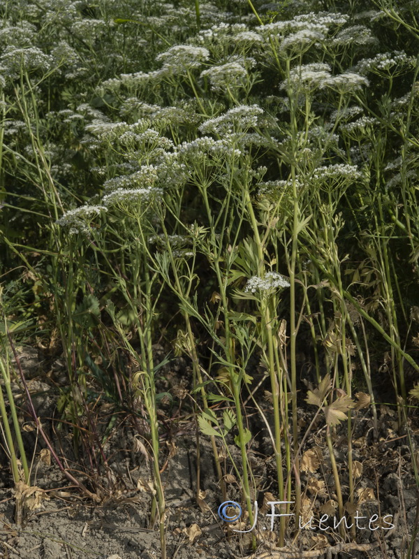 Pimpinella anisum.02