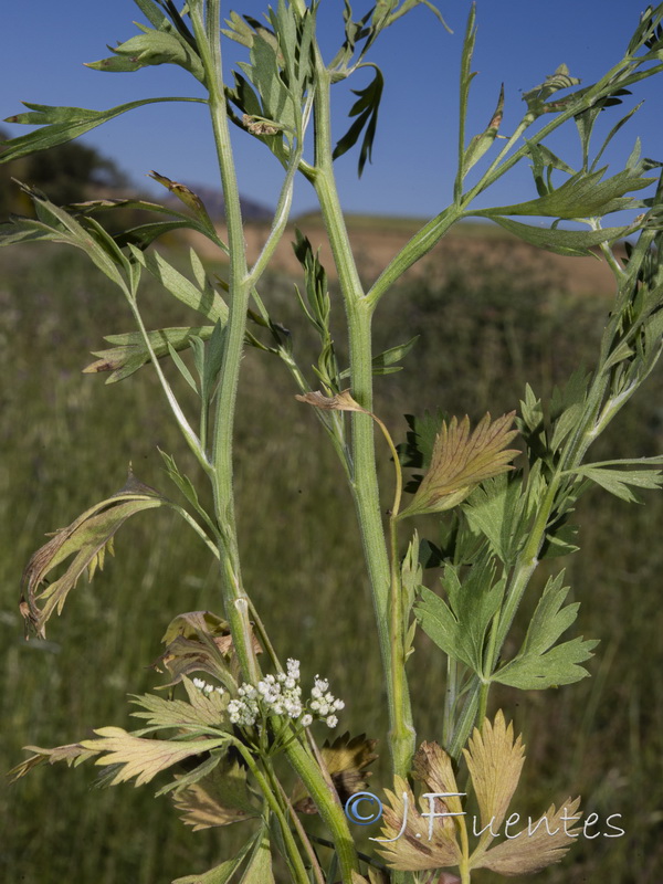Pimpinella anisum.05