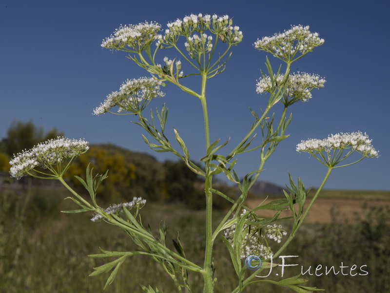 Pimpinella anisum.06