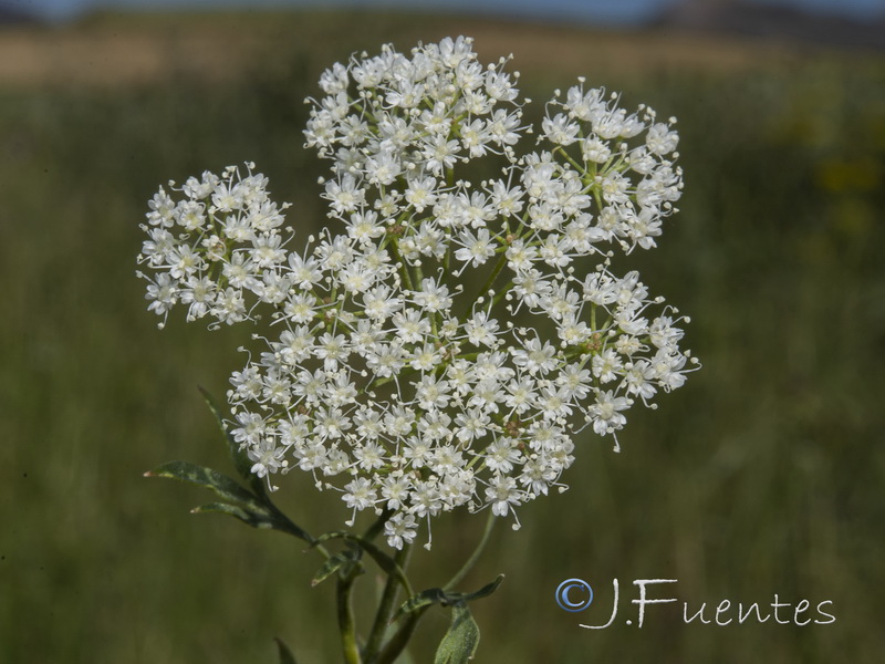Pimpinella anisum.07