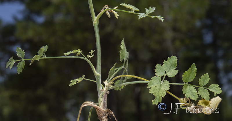 Pimpinella espanensis.02