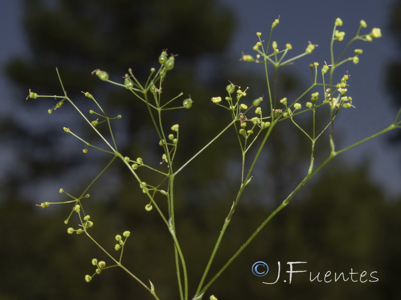 Pimpinella espanensis.04