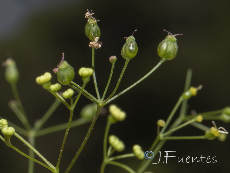 Pimpinella espanensis.05