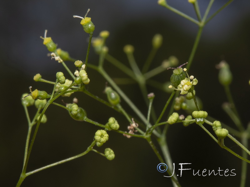 Pimpinella espanensis.06