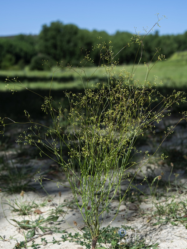 Pimpinella espanensis.07