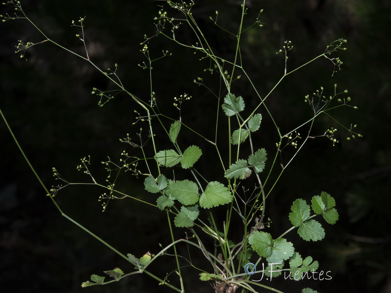 Pimpinella espanensis.09