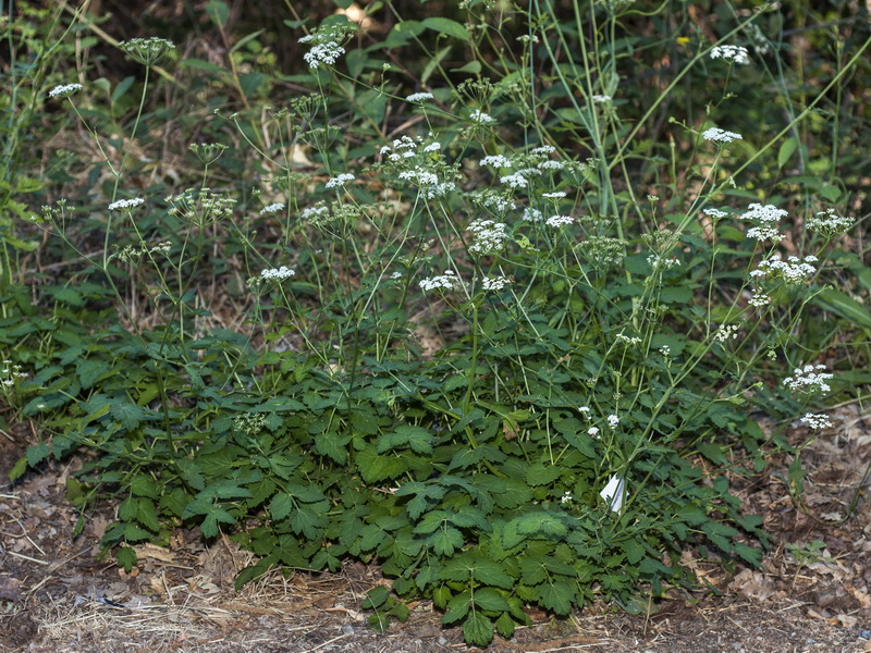 Pimpinella major.01