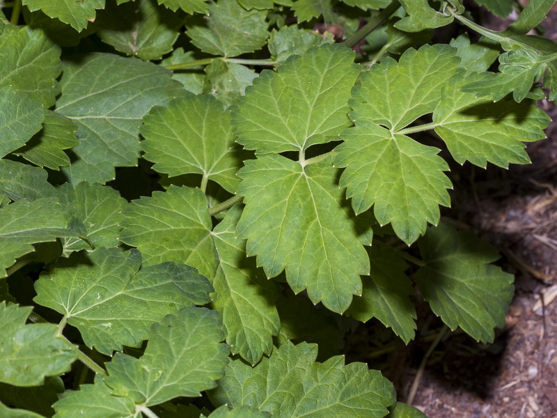 Pimpinella major.04