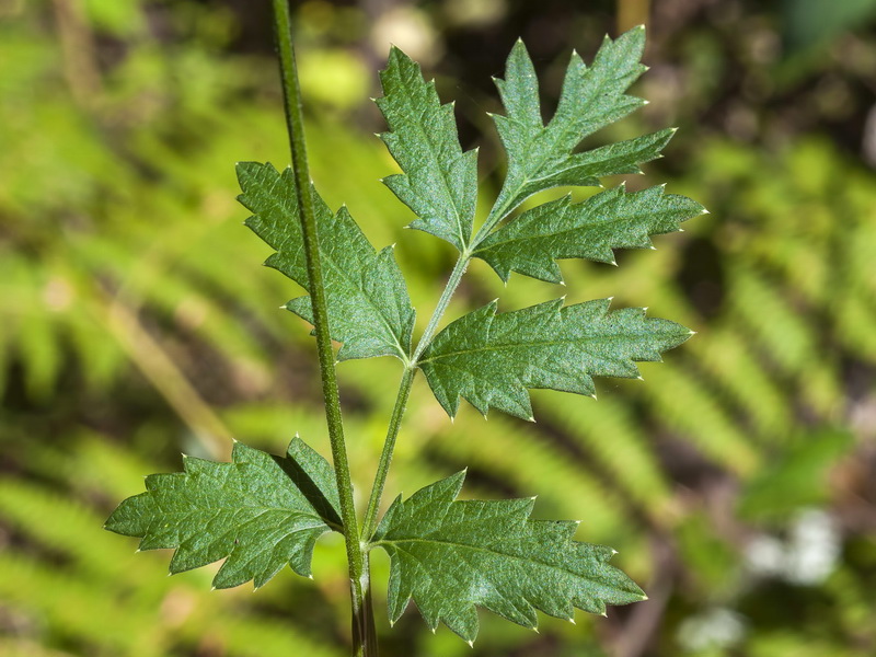 Pimpinella major.07