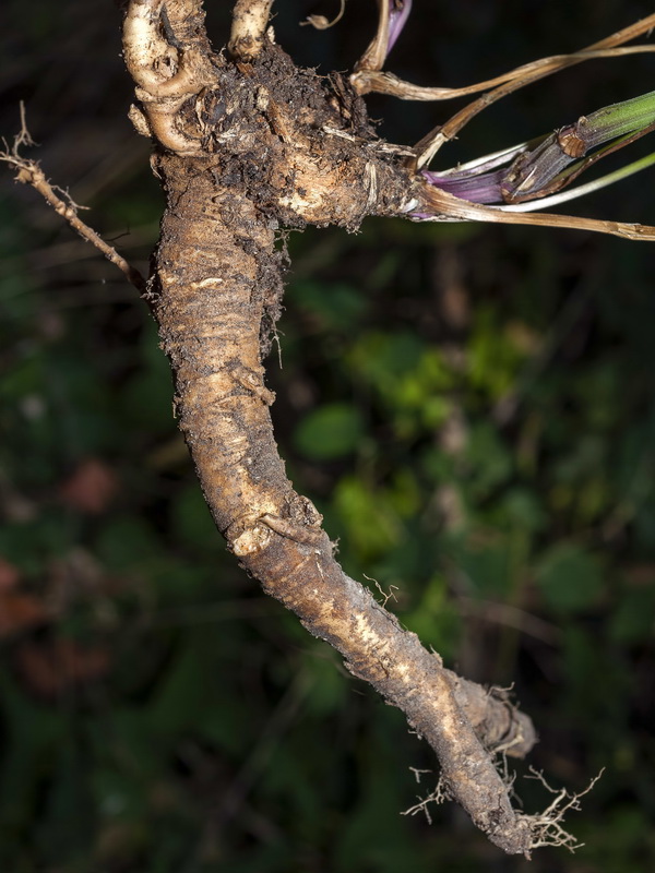 Pimpinella major.11