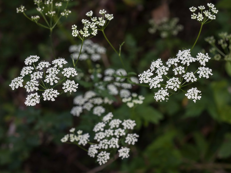 Pimpinella major.12