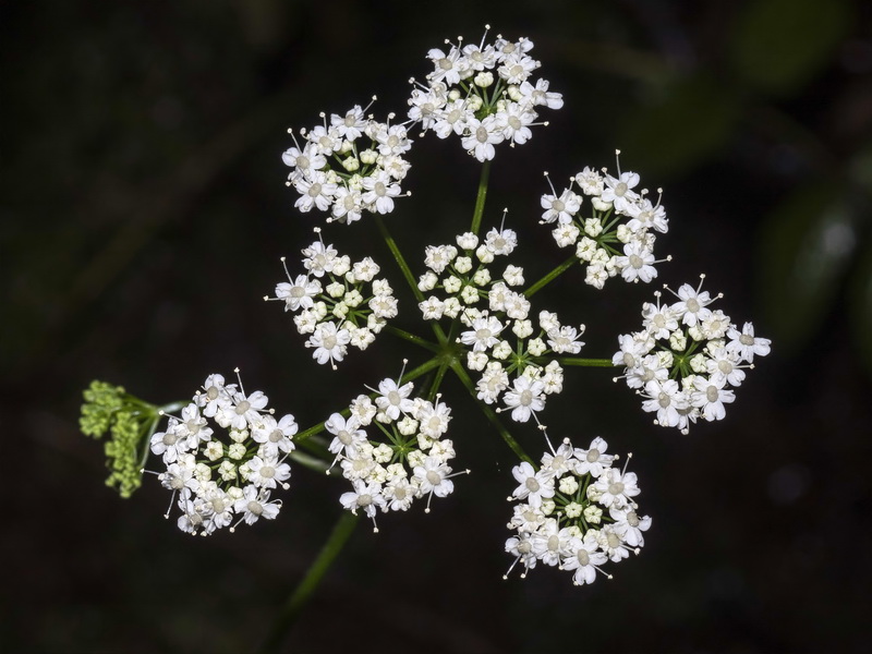 Pimpinella major.14