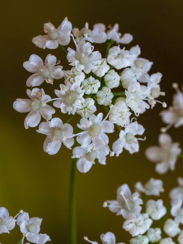 Pimpinella major.20