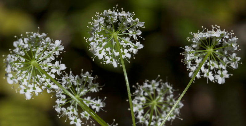 Pimpinella major.22