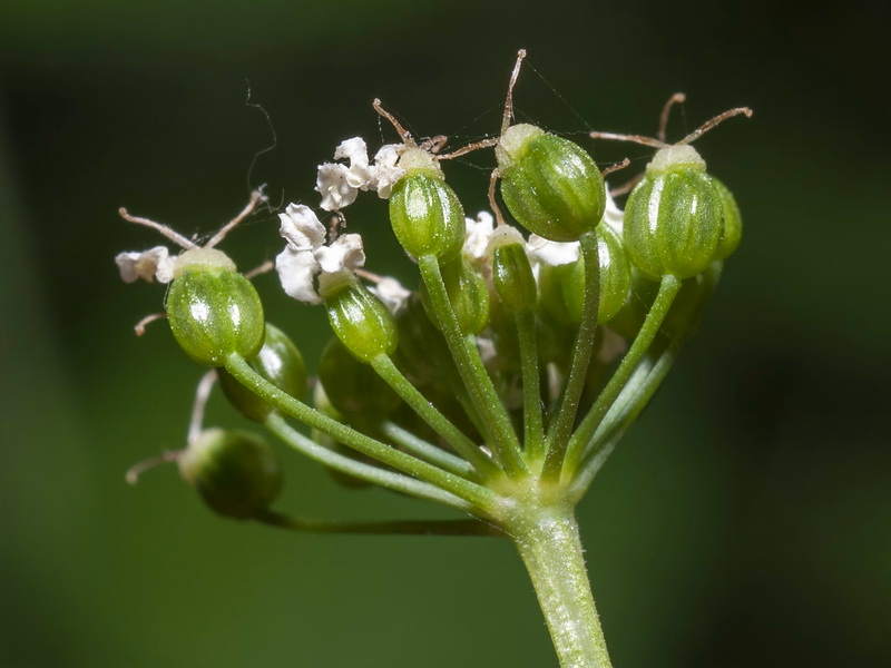 Pimpinella major.27