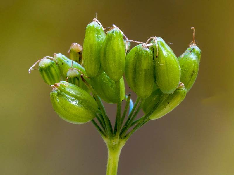 Pimpinella major.28