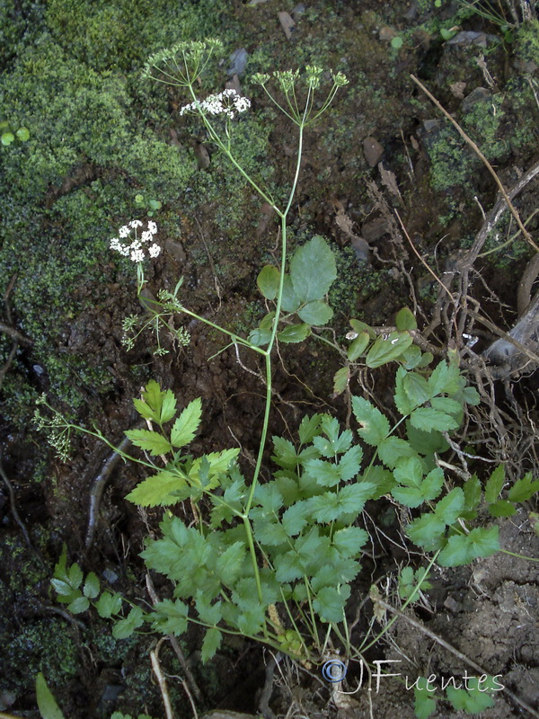 Pimpinella major.32