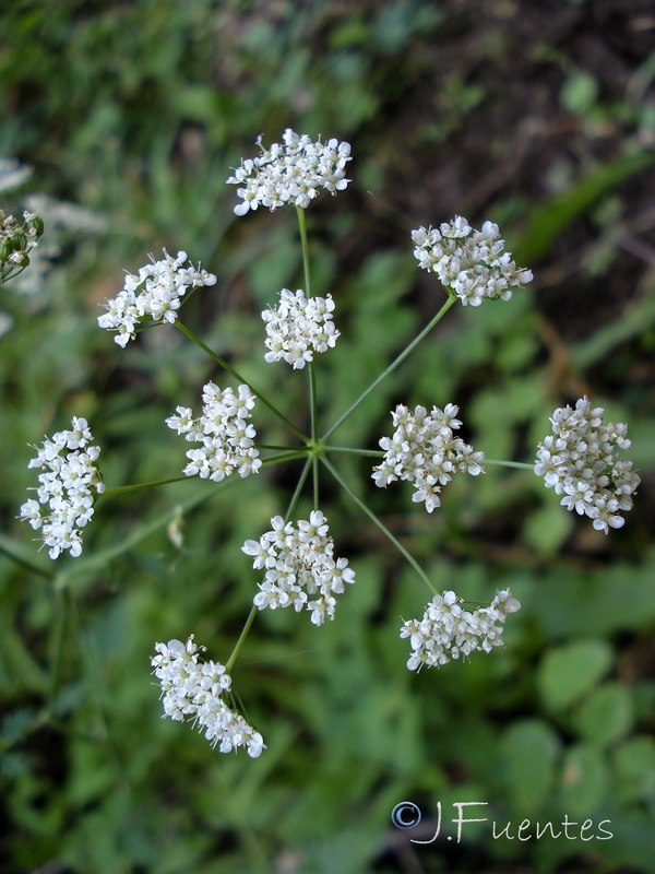 Pimpinella major.35