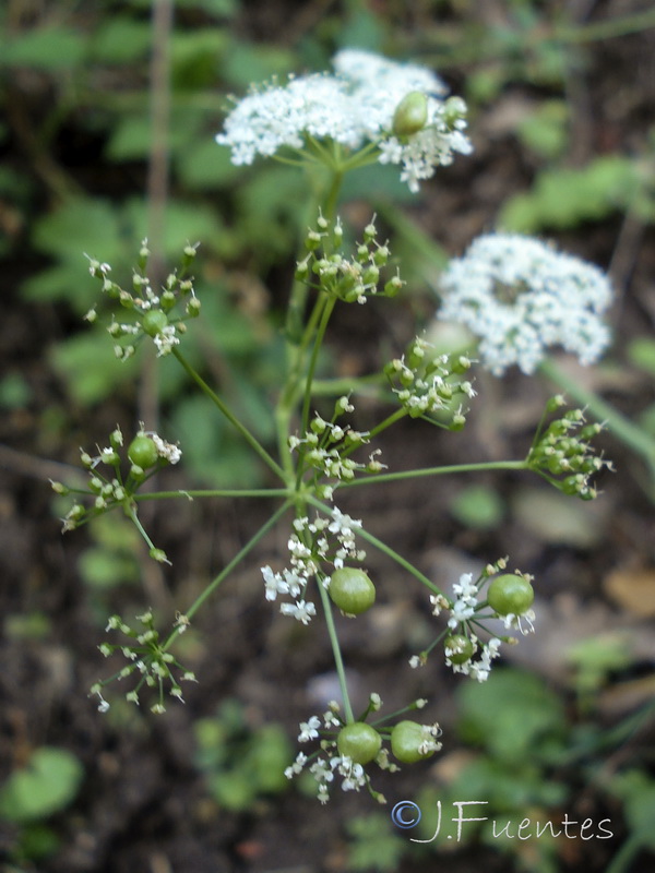 Pimpinella major.36