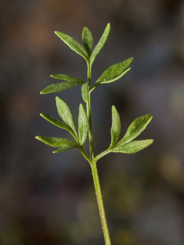 Pimpinella procumbens.04