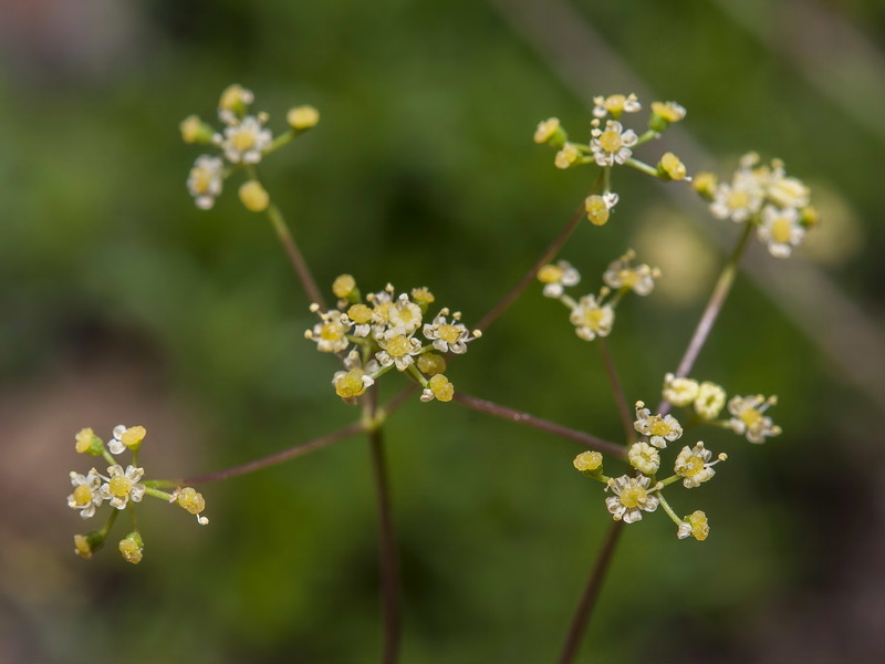 Pimpinella procumbens.05