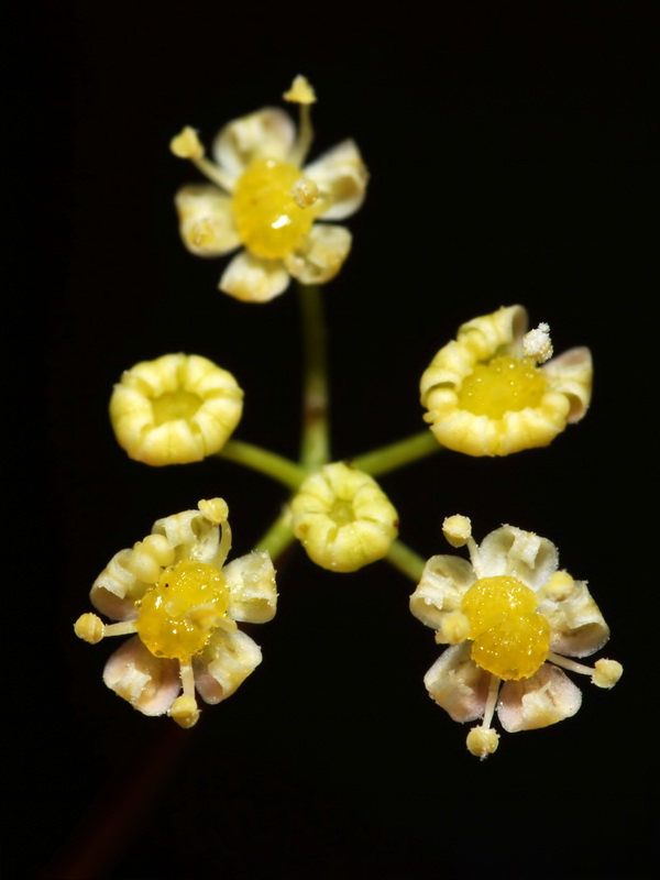 Pimpinella procumbens.07