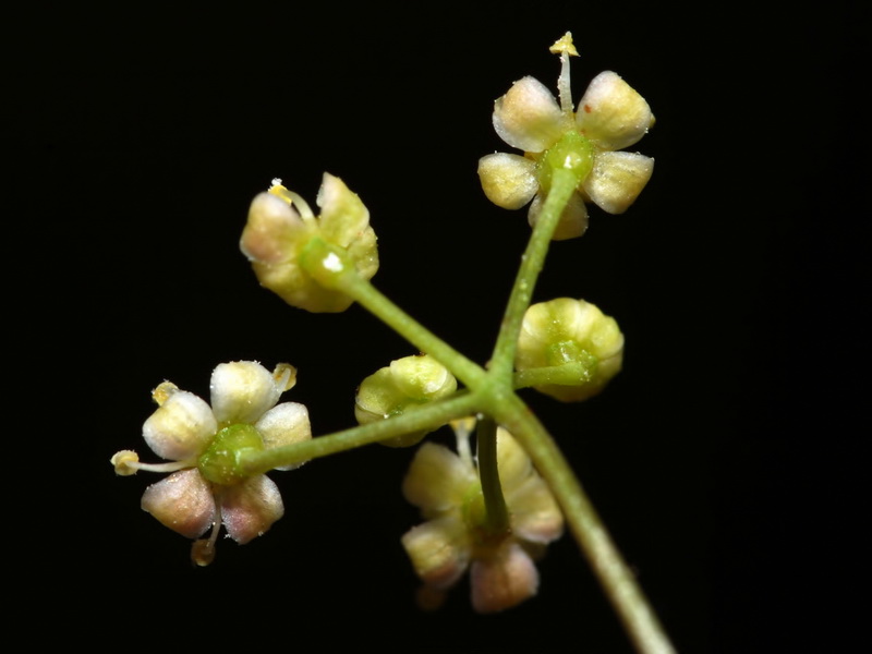 Pimpinella procumbens.08