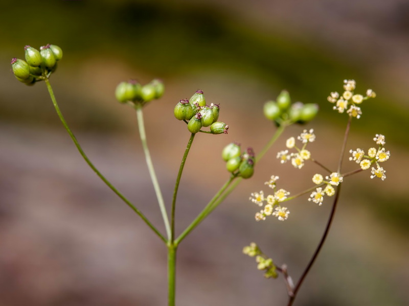 Pimpinella procumbens.10