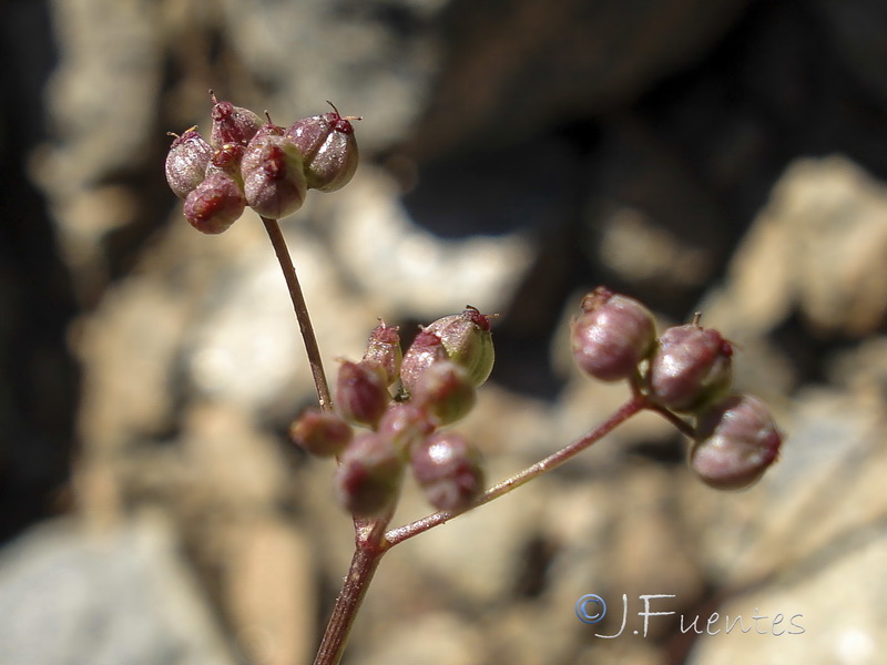 Pimpinella procumbens.12