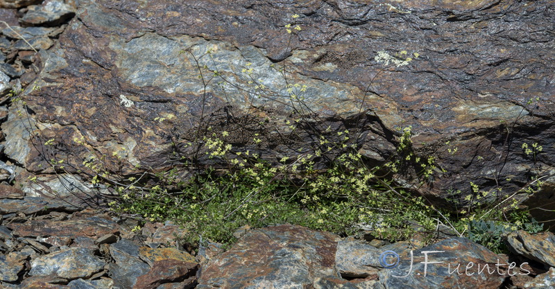 Pimpinella procumbens.13
