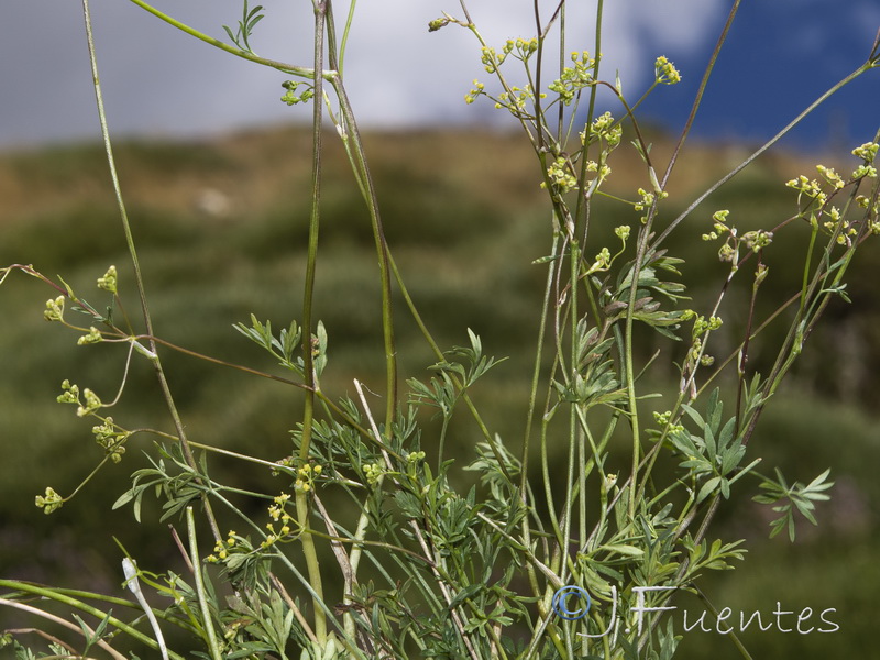 Pimpinella procumbens.15