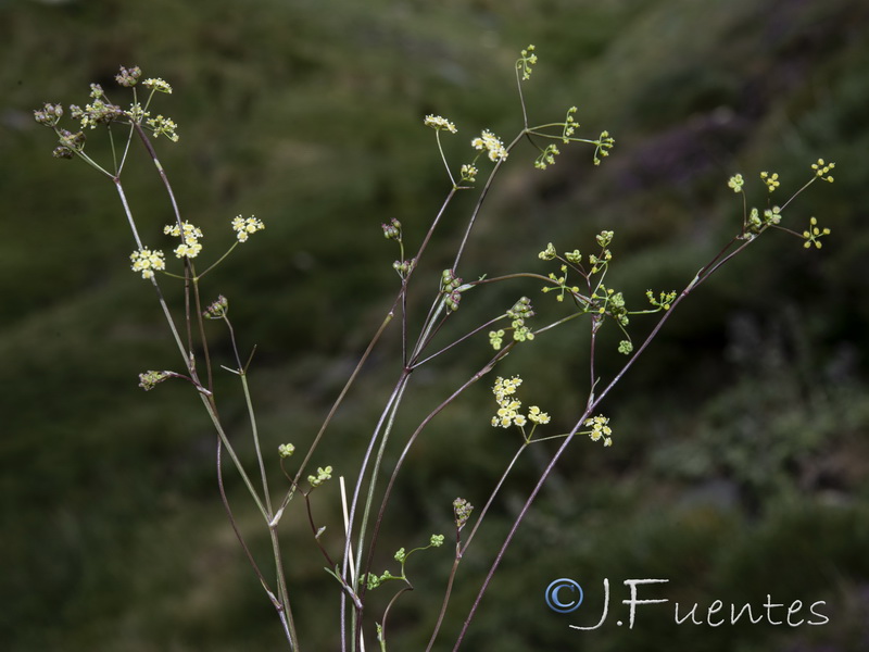 Pimpinella procumbens.16